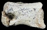 Bargain Pachycephalosaurus Toe Bone (Phalanx) - Montana #61400-3